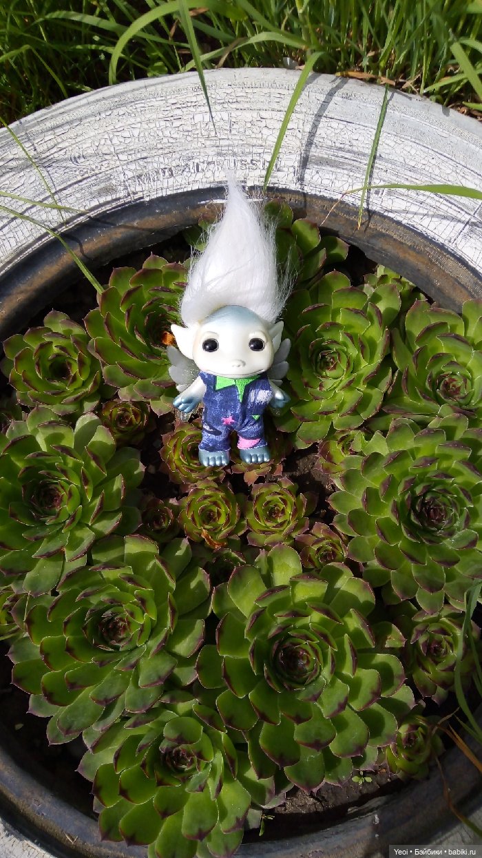 Взяли Зельфа (Zelf) на прогулку)