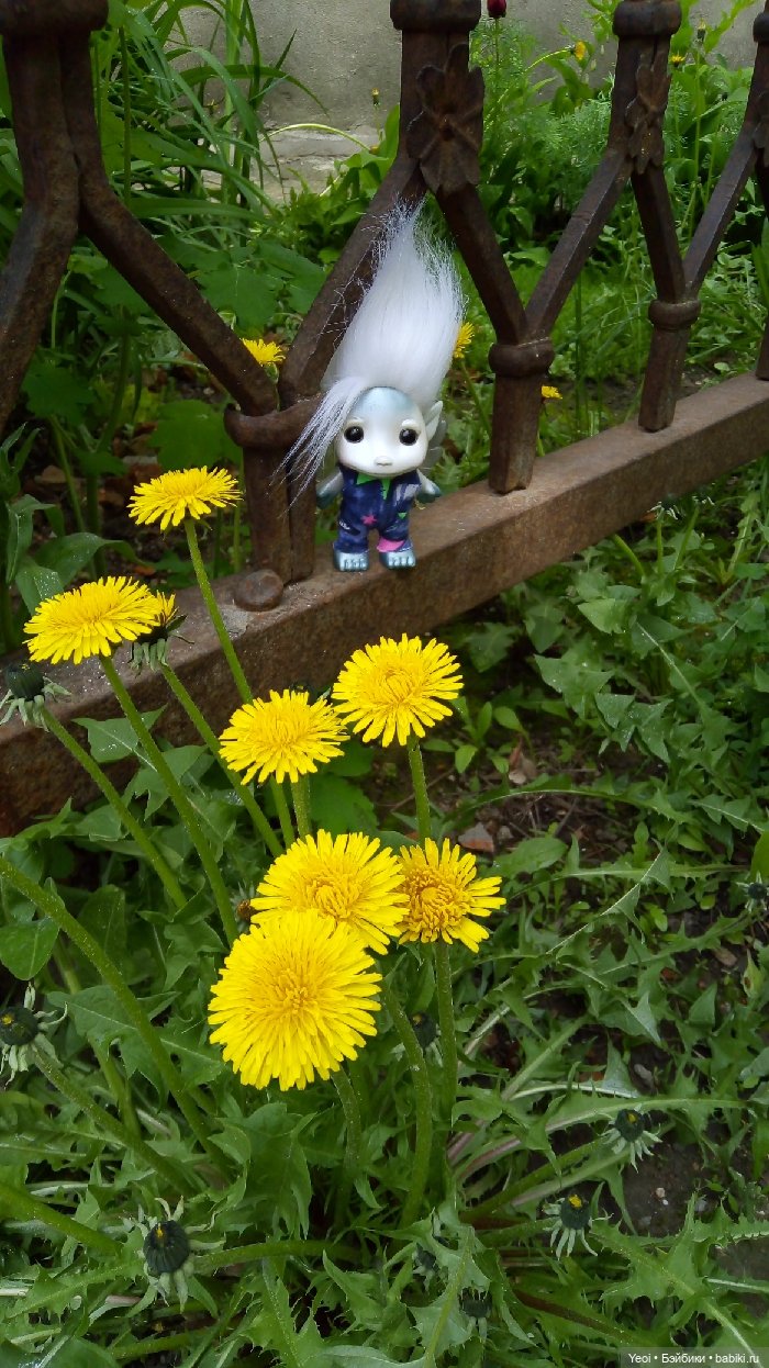 Взяли Зельфа (Zelf) на прогулку)