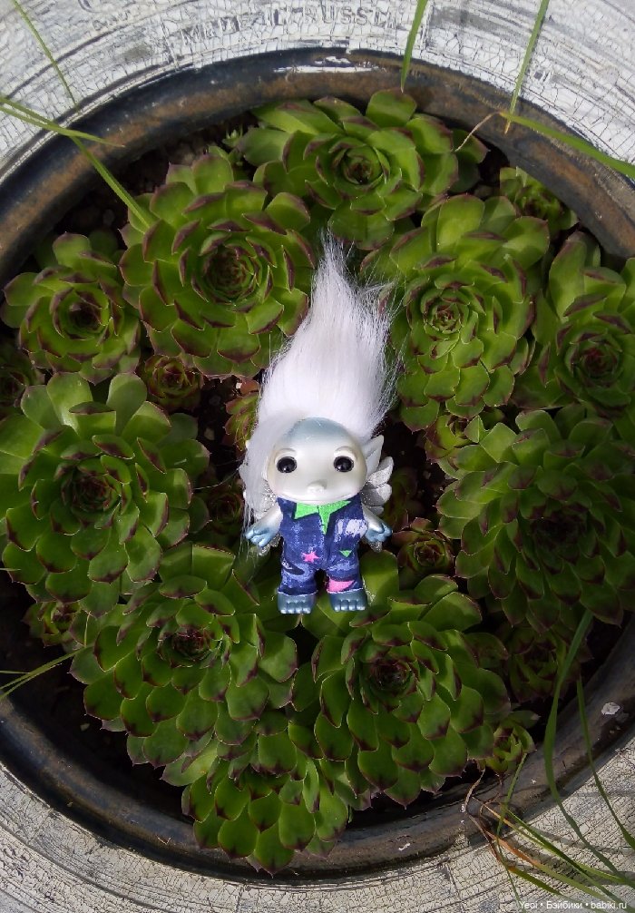 Взяли Зельфа (Zelf) на прогулку)