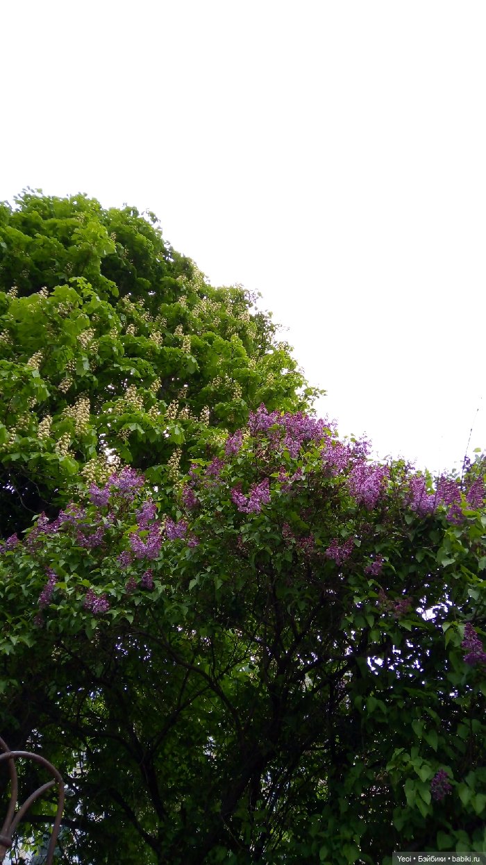 Взяли Зельфа (Zelf) на прогулку) (фото 7)