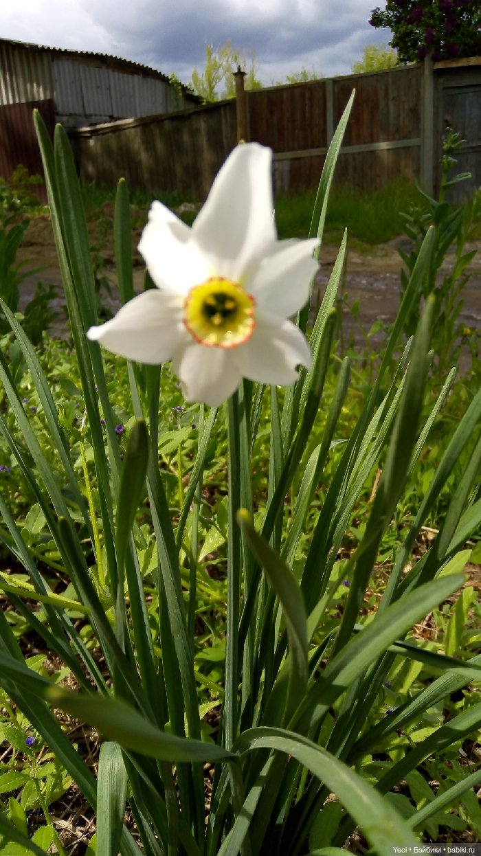 Взяли Зельфа (Zelf) на прогулку)