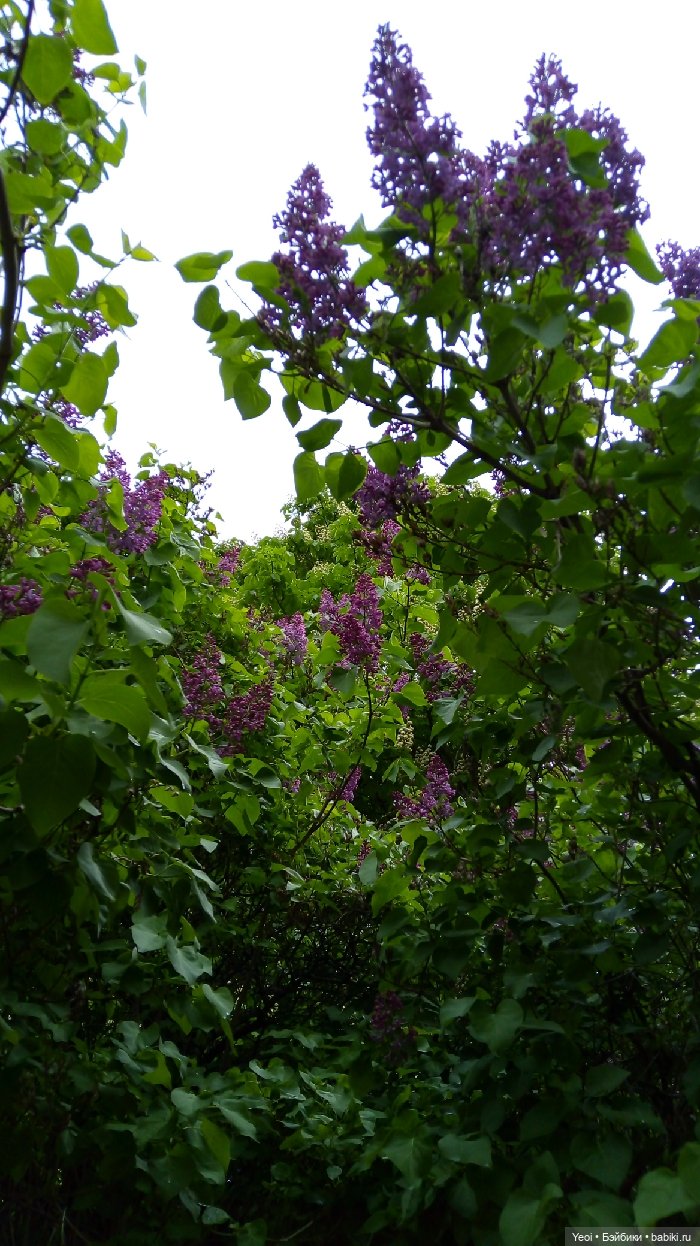 Взяли Зельфа (Zelf) на прогулку) (фото 8)