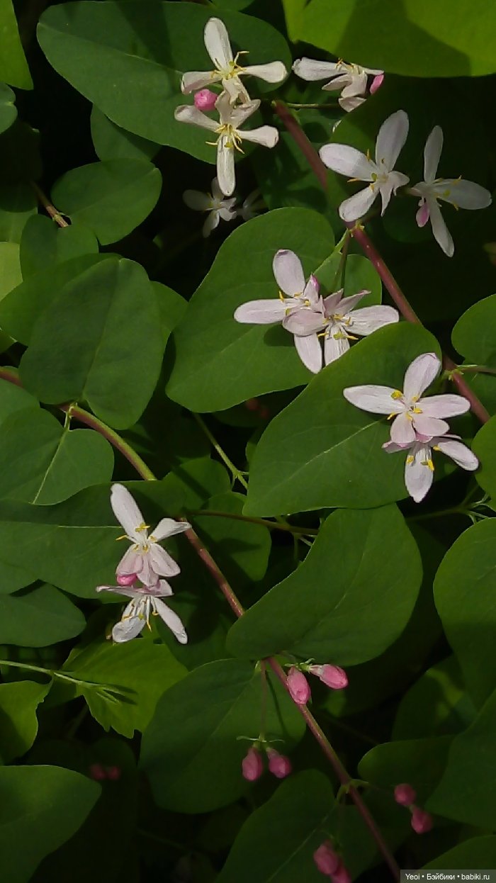 Взяли Зельфа (Zelf) на прогулку)