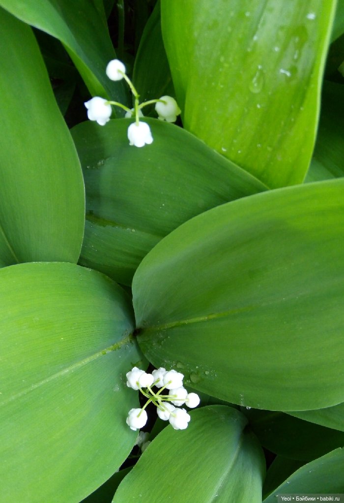 Взяли Зельфа (Zelf) на прогулку) (фото 4)