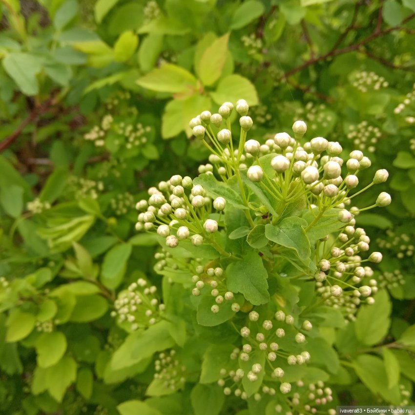 Волшебная весна — Азиатские виниловые куклы (разное): Китай