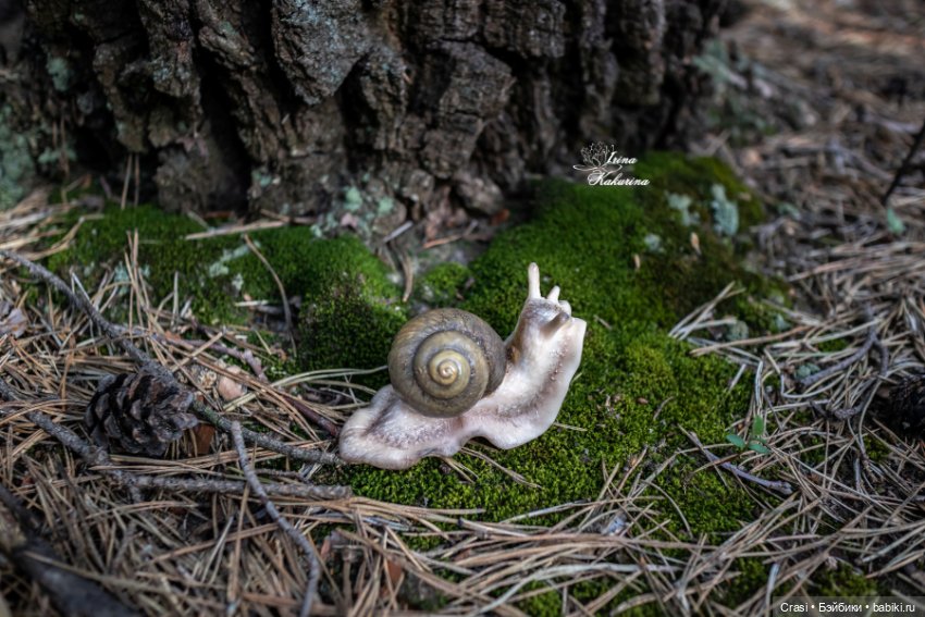 Послушные улиточки: — Другие хобби и увлечения: сад (фото 2)