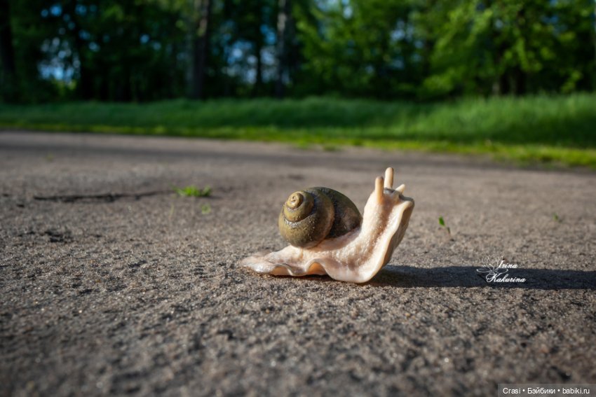 Послушные улиточки: — Другие хобби и увлечения: сад (фото 8)