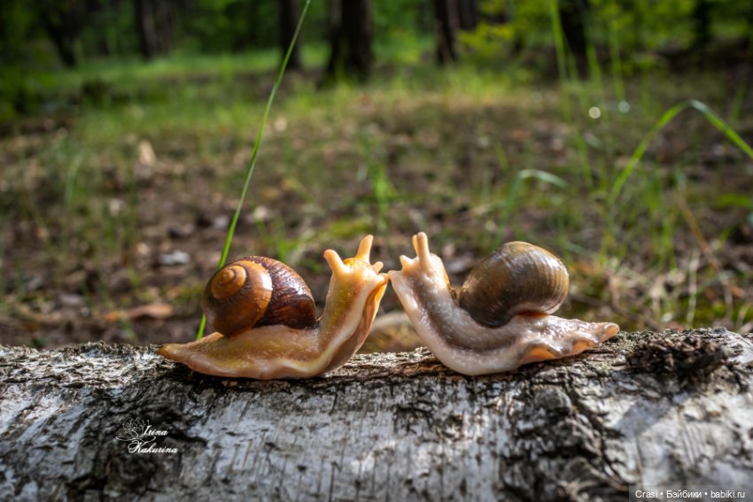 Послушные улиточки: — Другие хобби и увлечения: сад
