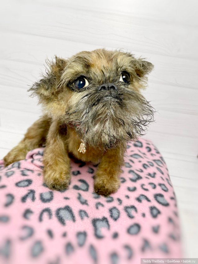 Глаша гриффоняша 🐾🐶20 см — Реалистичные игрушки и звери (Натюр): собаки