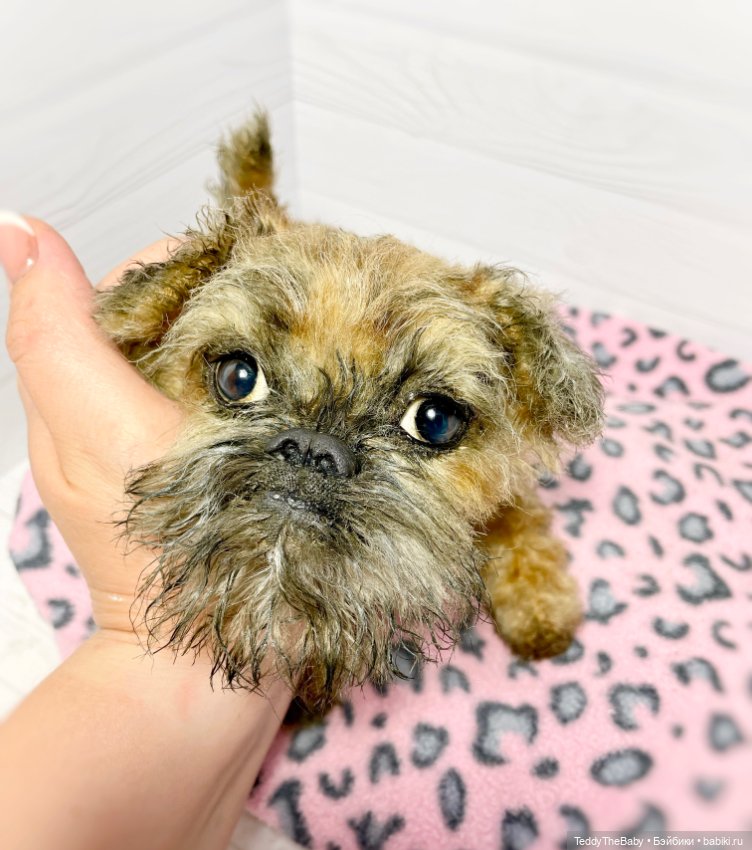 Глаша гриффоняша 🐾🐶20 см — Реалистичные игрушки и звери (Натюр): собаки (фото 5)