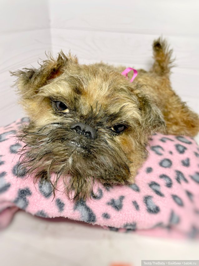 Глаша гриффоняша 🐾🐶20 см — Реалистичные игрушки и звери (Натюр): собаки