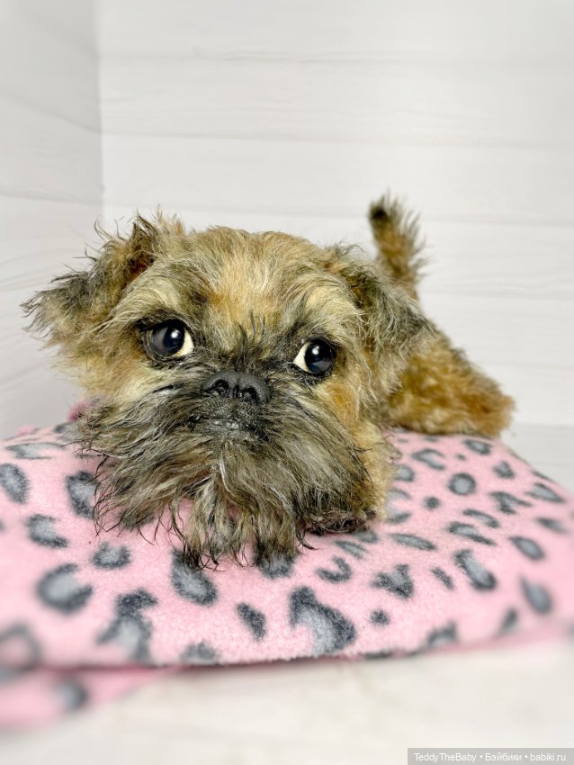 Глаша гриффоняша 🐾🐶20 см — Реалистичные игрушки и звери (Натюр): собаки