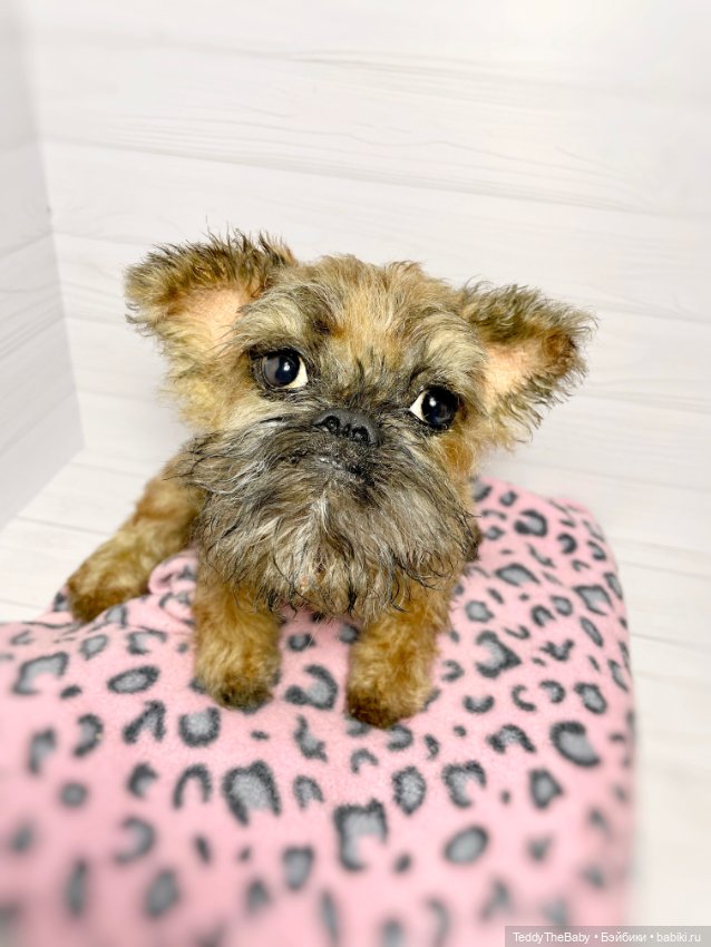 Глаша гриффоняша 🐾🐶20 см — Реалистичные игрушки и звери (Натюр): собаки (фото 9)