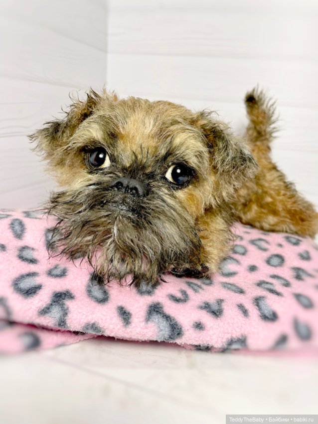 Глаша гриффоняша 🐾🐶20 см — Реалистичные игрушки и звери (Натюр): собаки