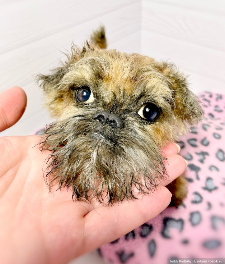 Глаша гриффоняша 🐾🐶20 см — Реалистичные игрушки и звери (Натюр): собаки (фото 3)