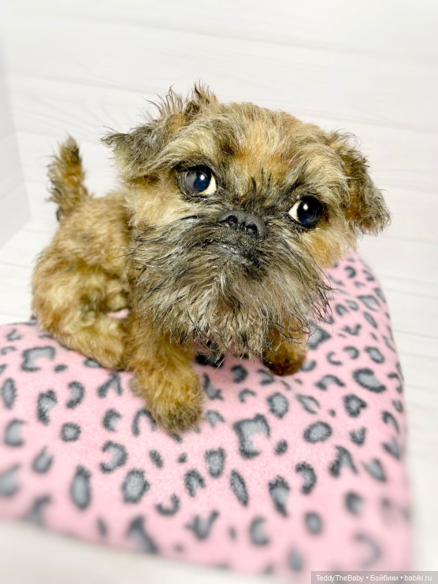 Глаша гриффоняша 🐾🐶20 см — Реалистичные игрушки и звери (Натюр): собаки (фото 6)