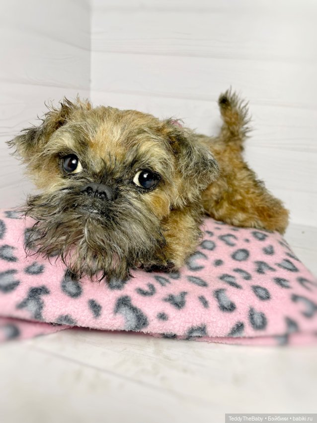 Глаша гриффоняша 🐾🐶20 см — Реалистичные игрушки и звери (Натюр): собаки