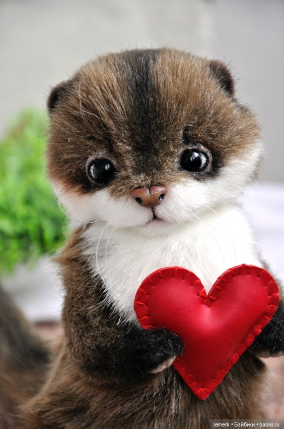 Ручная выдра. Милый тедди зверек ❤️ (фото 4)