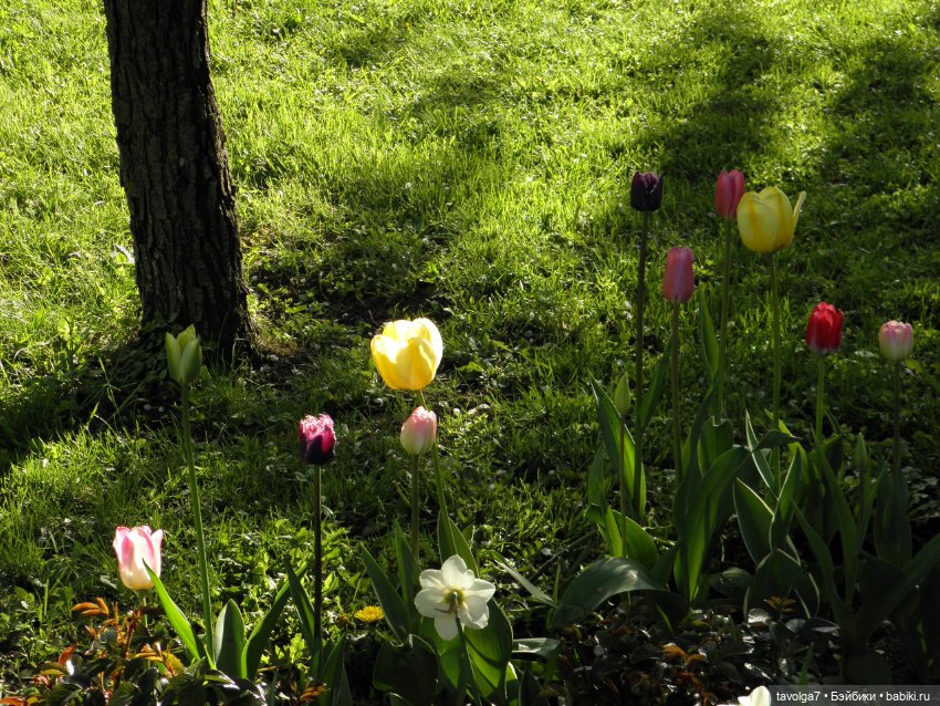 Моя Викки от Knopa в Кломенском