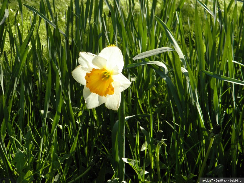 Моя Викки от Knopa в Кломенском