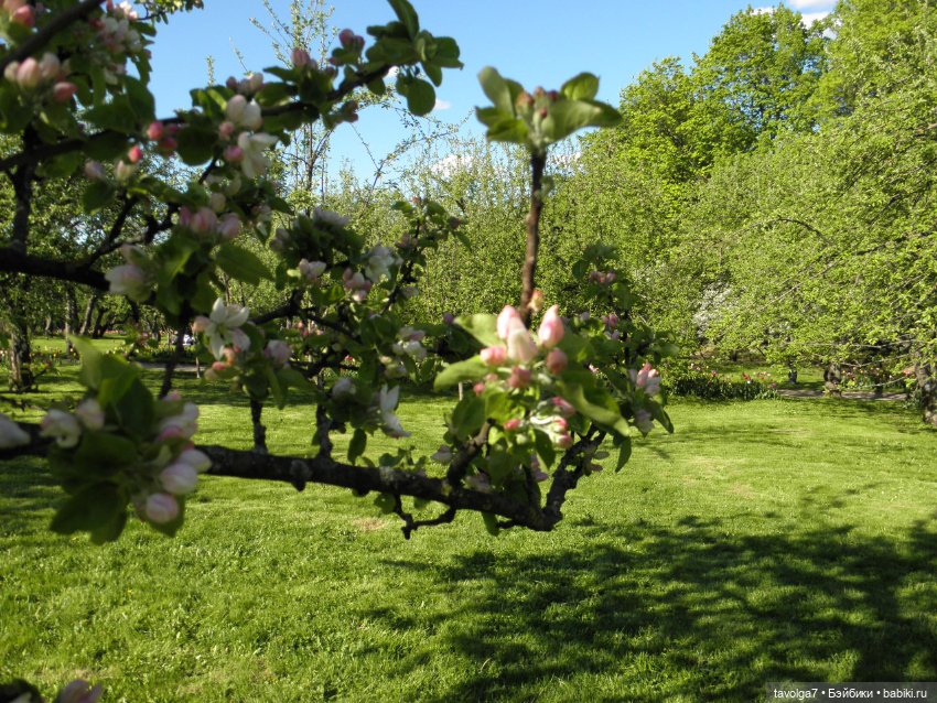 Моя Викки от Knopa в Кломенском (фото 5)