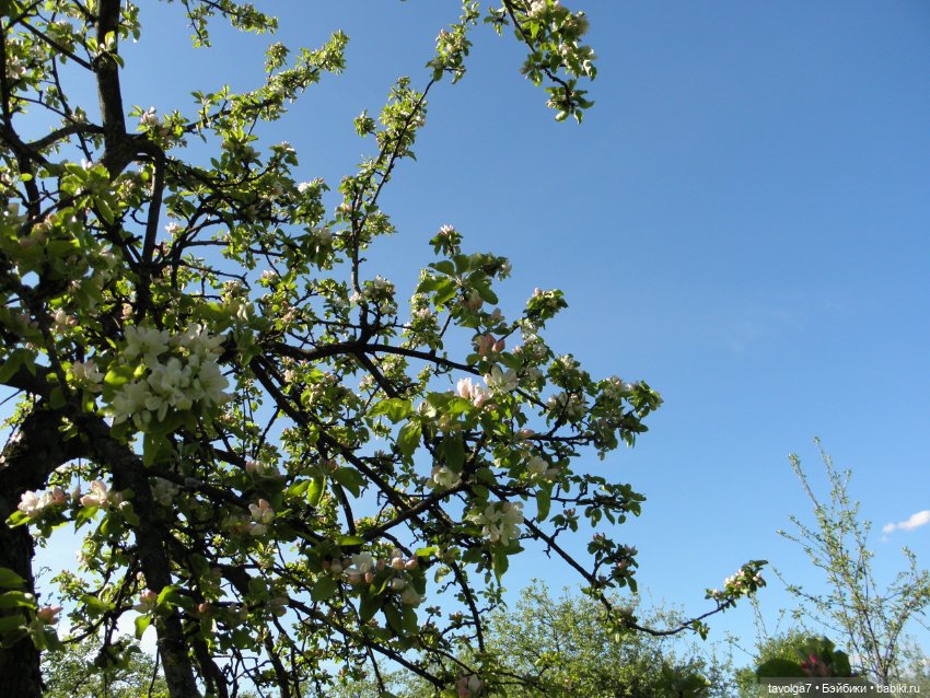 Моя Викки от Knopa в Кломенском (фото 6)