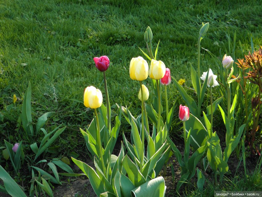 Моя Викки от Knopa в Кломенском