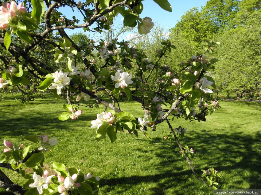 Моя Викки от Knopa в Кломенском (фото 4)
