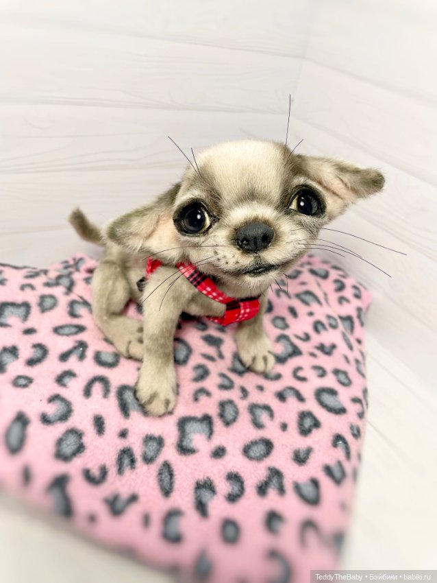 Yummi 🐾🐶чихуашик — Реалистичные игрушки и звери (Натюр): собаки
