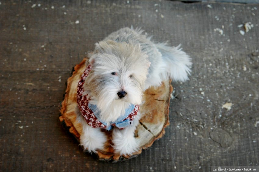 Новая фотосессия Лорда — Текстильные игрушки и примитивы: кофейные