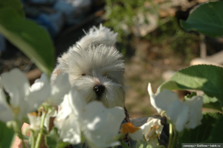 Новая фотосессия Лорда — Текстильные игрушки и примитивы: кофейные (фото 3)