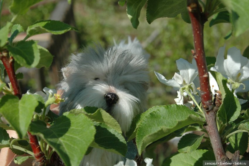 Новая фотосессия Лорда — Текстильные игрушки и примитивы: кофейные (фото 2)