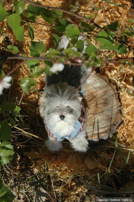 Новая фотосессия Лорда — Текстильные игрушки и примитивы: кофейные (фото 6)