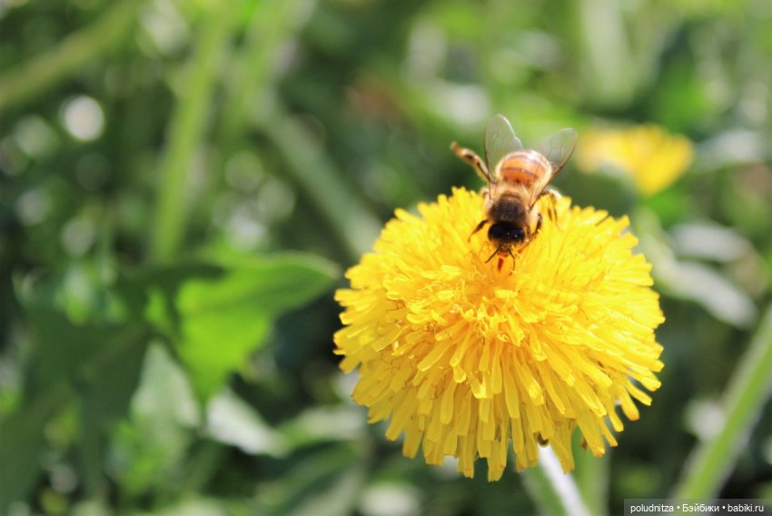 Мари и Адриан в черёмухе — Куклы Limhwa (Лимхва): корейские BJD (БЖД) (фото 7)