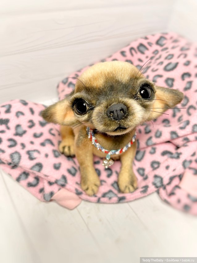 Chika 🐾🐶чихуахуа тедди — Реалистичные игрушки и звери (Натюр): собаки (фото 4)