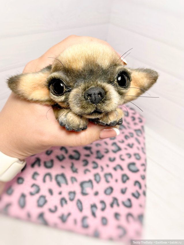 Chika 🐾🐶чихуахуа тедди — Реалистичные игрушки и звери (Натюр): собаки