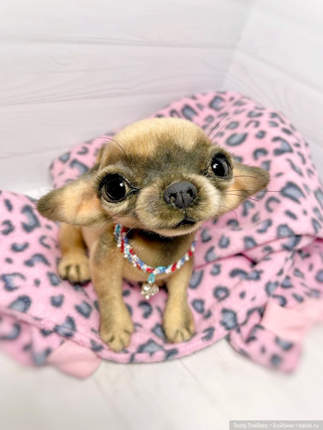 Chika 🐾🐶чихуахуа тедди — Реалистичные игрушки и звери (Натюр): собаки (фото 5)