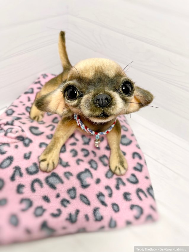 Chika 🐾🐶чихуахуа тедди — Реалистичные игрушки и звери (Натюр): собаки (фото 9)