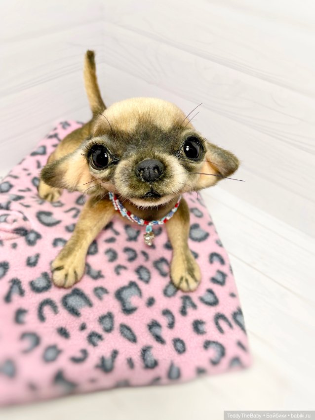 Chika 🐾🐶чихуахуа тедди — Реалистичные игрушки и звери (Натюр): собаки (фото 10)