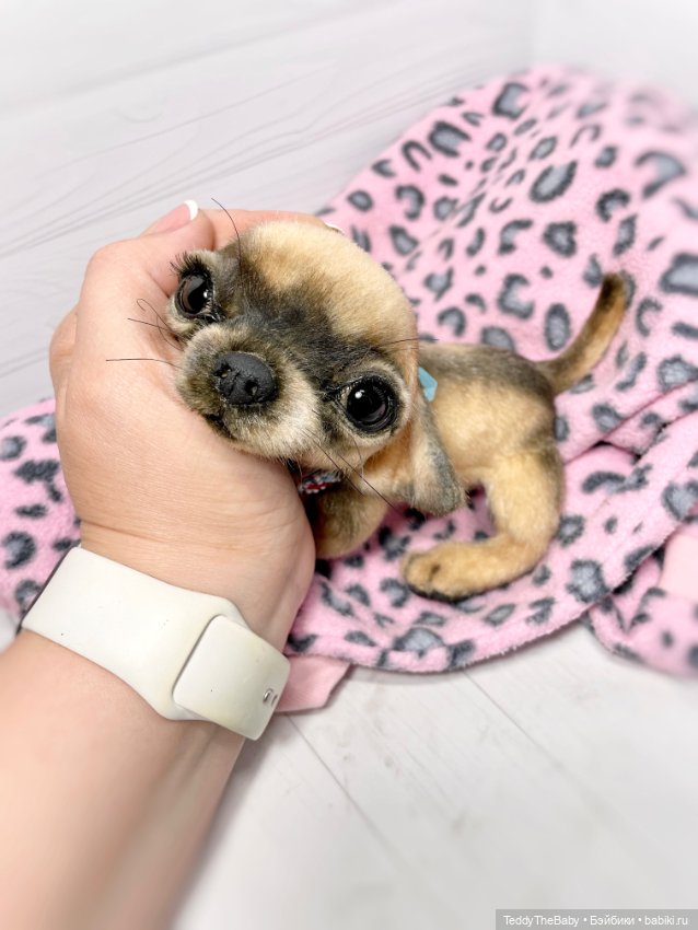Chika 🐾🐶чихуахуа тедди — Реалистичные игрушки и звери (Натюр): собаки (фото 6)