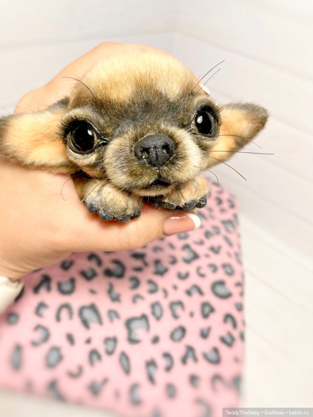Chika 🐾🐶чихуахуа тедди — Реалистичные игрушки и звери (Натюр): собаки