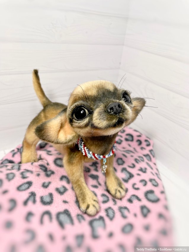 Chika 🐾🐶чихуахуа тедди — Реалистичные игрушки и звери (Натюр): собаки