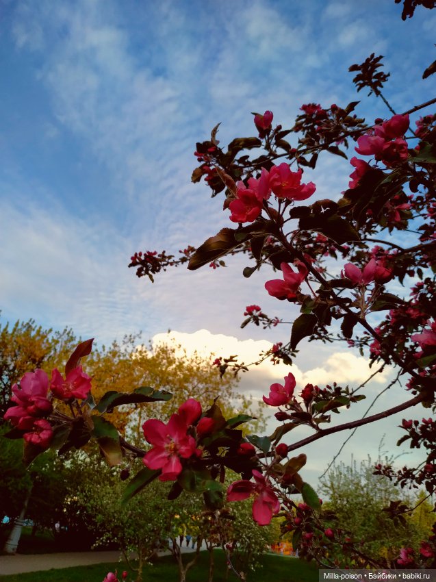 Kayama проводит Ханами — Куклы Takara Tomy (Такара): Licca (Ликка)