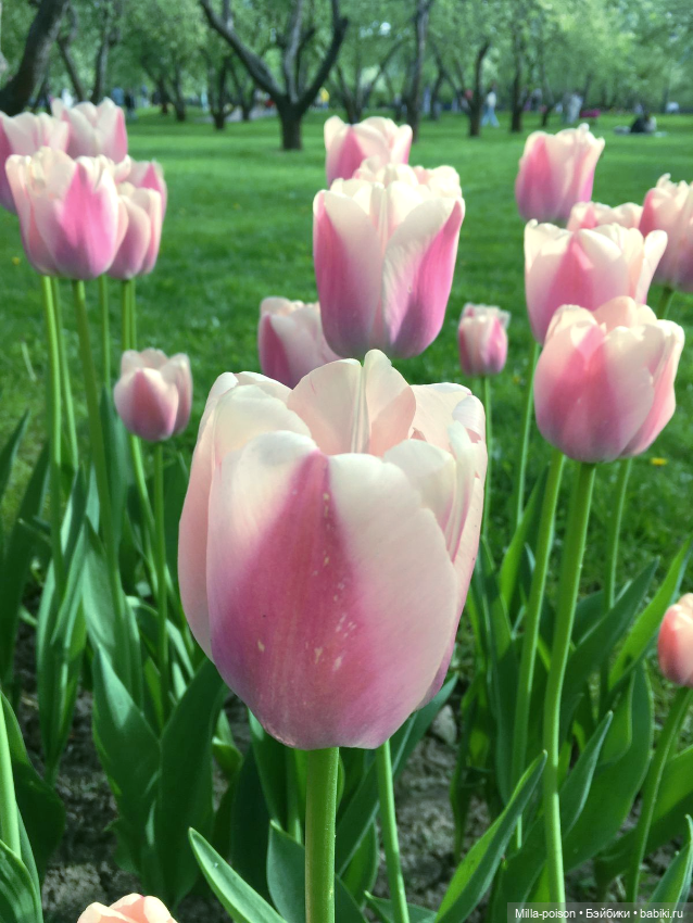 Kayama проводит Ханами — Куклы Takara Tomy (Такара): Licca (Ликка)