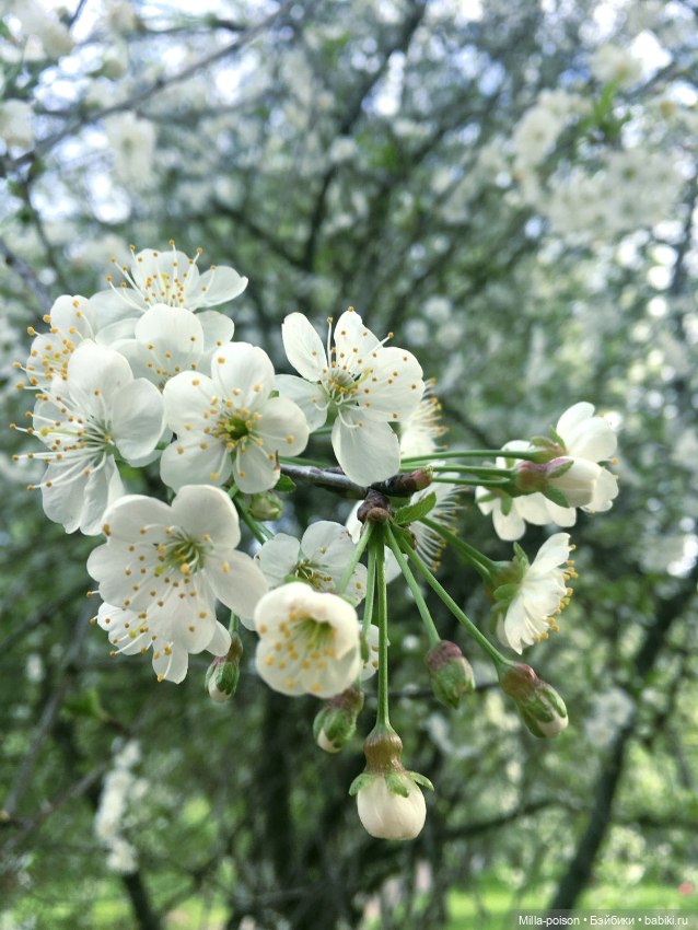 Kayama проводит Ханами — Куклы Takara Tomy (Такара): Licca (Ликка)