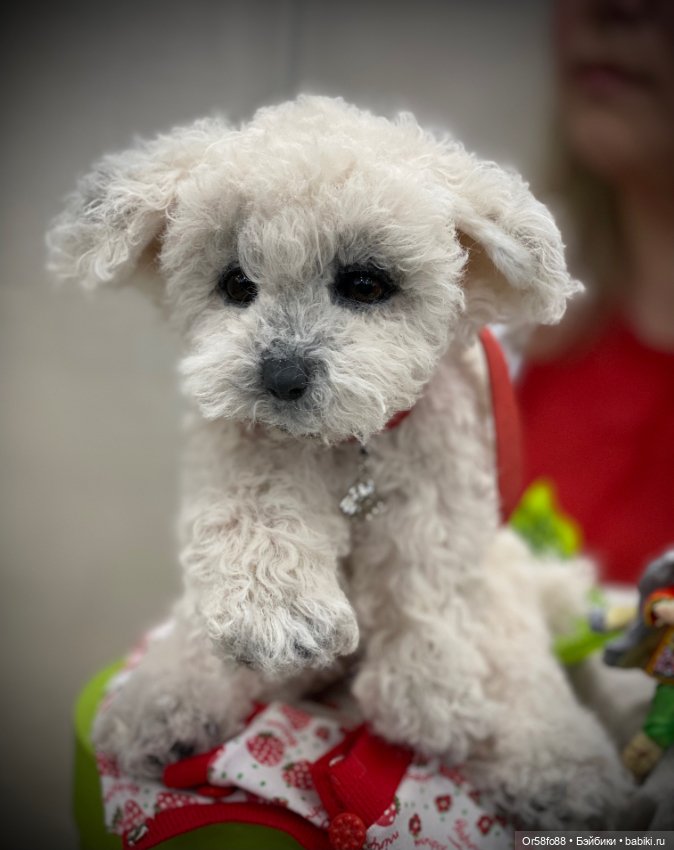 Международная выставка кукол и мишек тедди «Время кукол» в Санкт -Петербурге