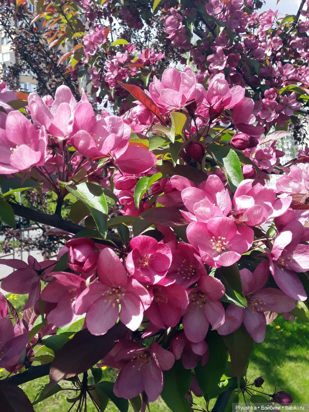 Яблоневый цвет — Домашние фото авторских игрушек: Тедди (фото 8)