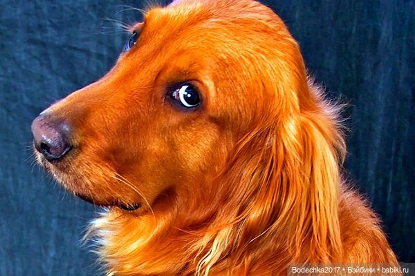 С Днем рыжих — Коллекционные игрушки и фигурки: Lego (фото 4)