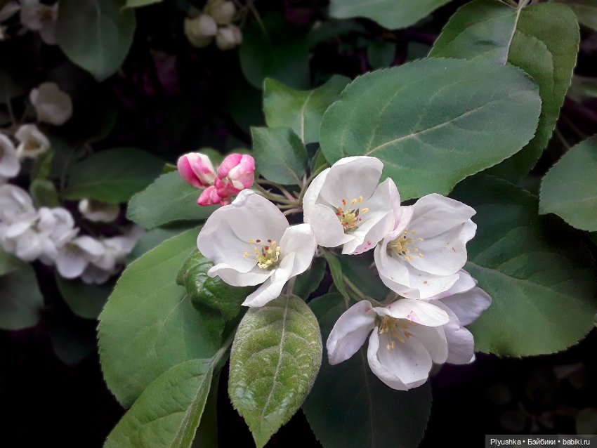 Яблоневый цвет — Домашние фото авторских игрушек: Тедди (фото 2)