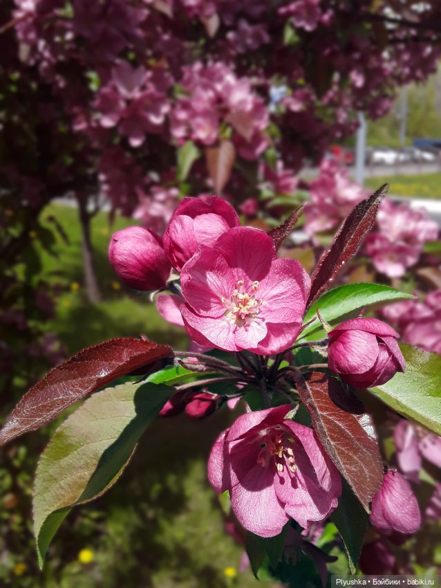 Яблоневый цвет — Домашние фото авторских игрушек: Тедди